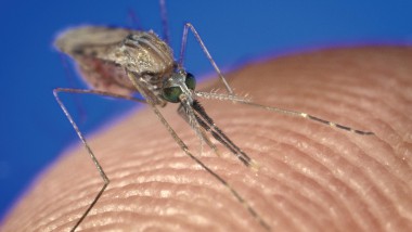 Malaria in Venezuela