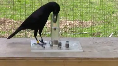 Un po’ di scienza nelle favole: l’intelligenza dei corvi