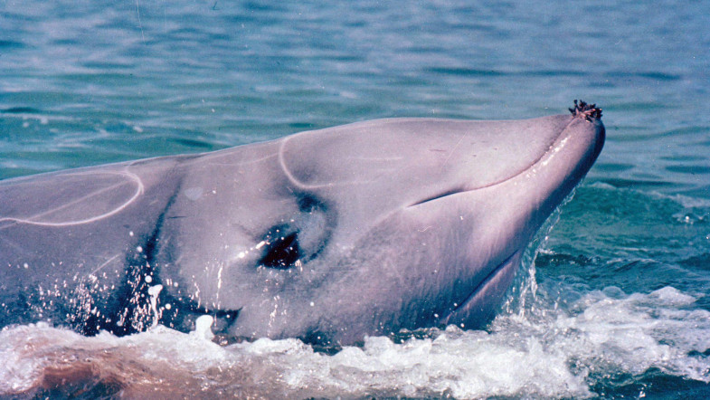 La balena di plastica